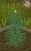 Rosemary4