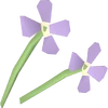 Stinkbloom detail