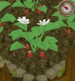 Strawberry6