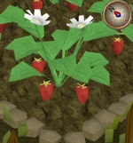 Strawberry7