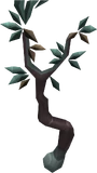 Tangle Gum Tree