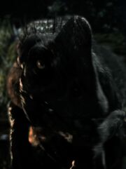 Female Slasher