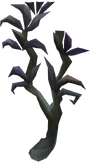 Utuku Tree