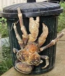 Coconutcrab