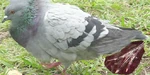 Cj pigeon