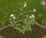 Whiteberry8