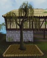 Willow5