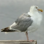 Cj seagull