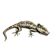 Item tokaygecko 01