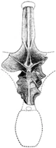 Amphicoelias