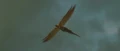 Fawkes leaves.jpg