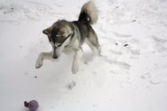 Huskytail