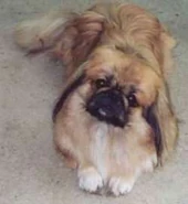 Pekingese