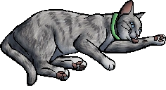 Millie.kittypet