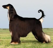 Afghanhd