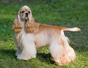Cocker