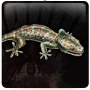 Tokay Gecko Feed.png (18 KB) Tokay Gecko Feed