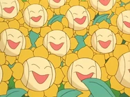 Multiple Sunflora anime