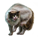 Item alleycat 01