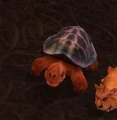 DarkmoonTurtle.jpg
