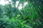 Tropical-rain-forest