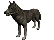 Lobo frontera2