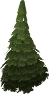 Evergreen tree