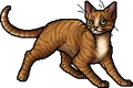 Brackenfur.apprentice.alt.png
