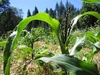 Corn stalks.jpg