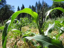 Corn stalks