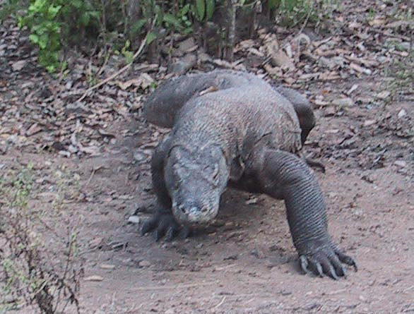 komodo dragons bite