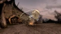 TESV Dragonfly In A Jar Marks.png