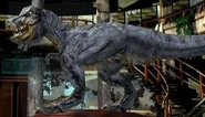 TREXwarpathJP