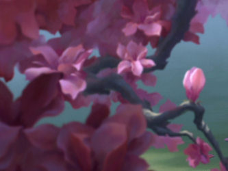 Cherry blossom