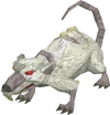 Albino rat