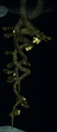 Neem drupe vine.png