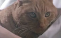 410px-Jones the cat.png