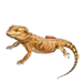 Item beardeddragon 01