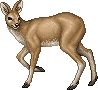 Cervinus Deer Adult Female.gif