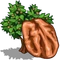Tree OT pecantree icon.0.png