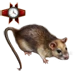 Item newyorkrat 01