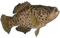 HO Tut Fish-icon