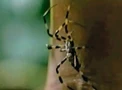 SpiderExposePortal