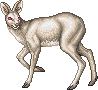WhiteDeerF.gif