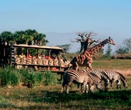 Kilimanjaro Safaris COOL
