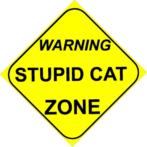 Stupid cat