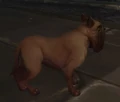 GilneanMastiff.jpg