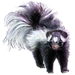Item easternspottedskunk 01.png