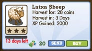 Latxa Sheep Market Info