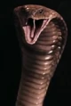 Cobra.png